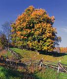 Autumn Trees_23248-9